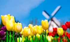 Россия запретила импорт цветов из Голландии