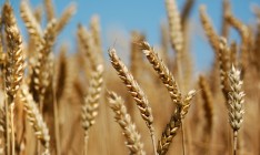 Цены на зерно в Украине растут вопреки мировой тенденции к снижению