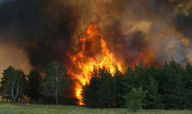 Причиной последнего пожара в чернобыльской зоне был поджог