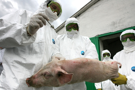 В Киевской области зафиксирована африканская чума свиней