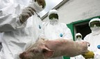 В Киевской области зафиксирована африканская чума свиней