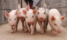 Фермеры ЕС потеряли 5,5 млрд евро из-за эмбарго России