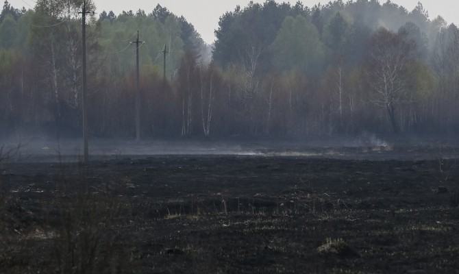 В «Чернобыльской пуще» локализовали пожар