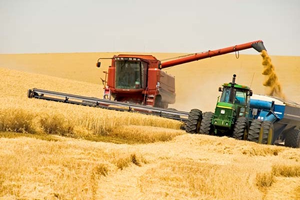 Минэкономики ожидает урожай зерновых хуже, чем в 2014 году