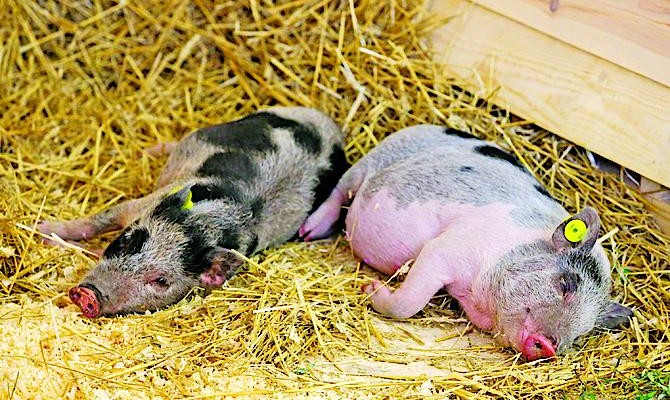 Борьба с чумой свиней затянется до 2017 года, – Минагропрод