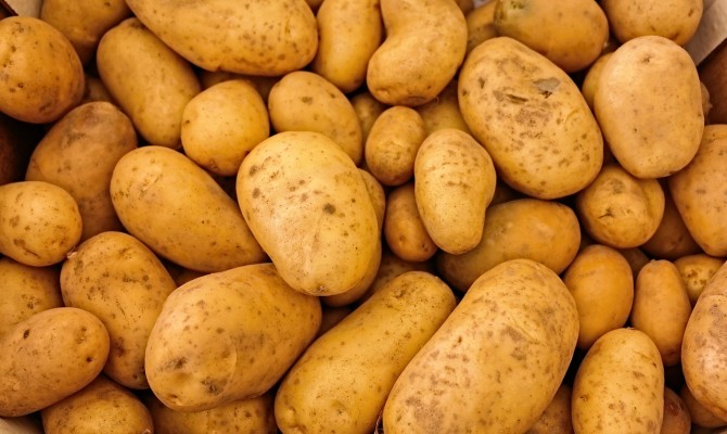 В северных областях Украины зафиксирован неурожай картофеля