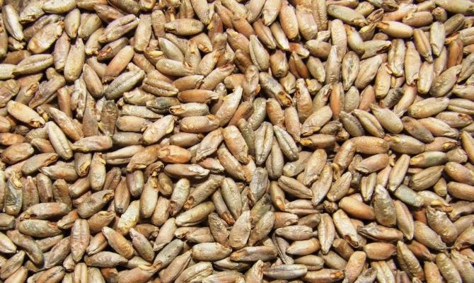 Производство солода в Украине сократилось на 23%