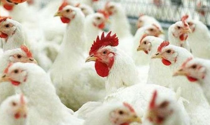 Украина в три раза увеличила экспорт курятины в ЕС