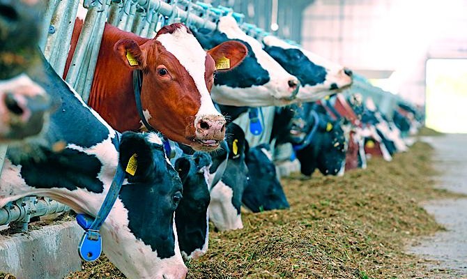 Экспортную пошлину на крупный рогатый скот снизят в 5 раз