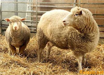 ЕС запретил клонирование животных и импорт клонов