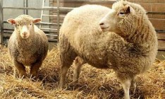 ЕС запретил клонирование животных и импорт клонов