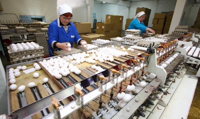 Производство яиц за полгода сократилось на 14,3%