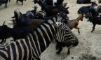 Тбилисский зоопарк снова заработал после наводнения