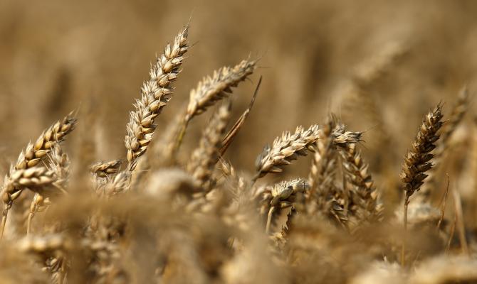 Абромавичус: За 2014 год из ГПЗКУ в офшоры ушло 660 тыс. зерна