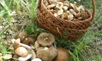 Крымчанам запретят собирать более 5 кг грибов и ягод