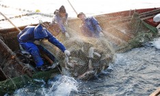 Украина в этом году сократила вылов рыбы и других водных биоресурсов на 8,5%