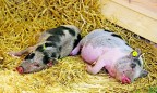 Россия запрещает импорт свинины из Украины
