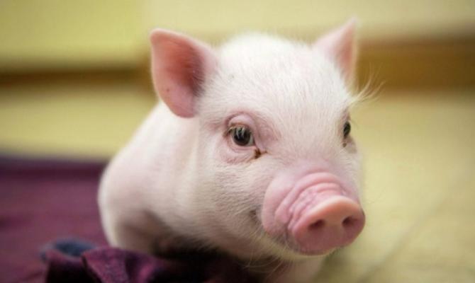 В Полтавской области зафиксирована африканская чума свиней