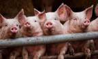 Россия запретила ввоз украинской продукции свиноводства из-за АЧС