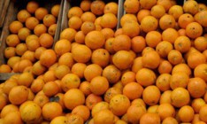 В России начали уничтожать турецкие мандарины