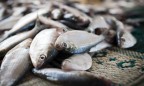 Украина сократила импорт мороженной рыбы почти на 49%