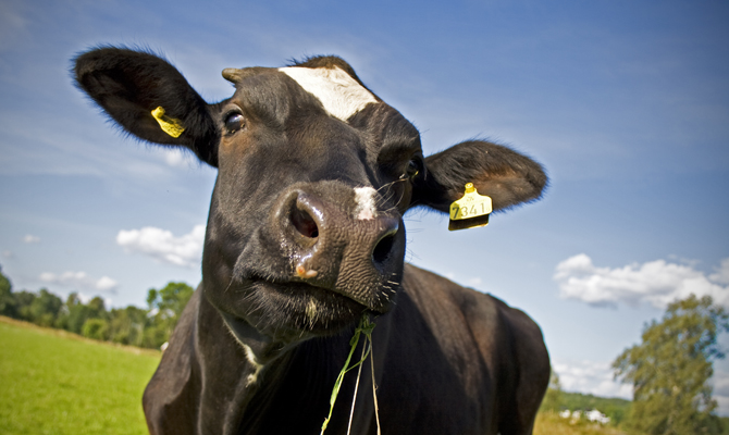 Закупка КРС в Украине подорожала на 52%