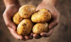 Урожай картофеля снизился на 3 млн тонн