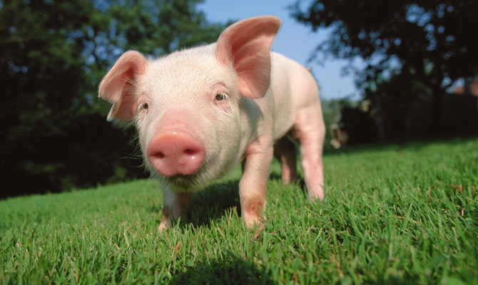 В Украине действует карантин по АЧС в двух областях