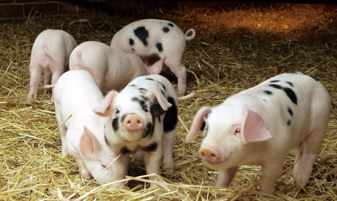 На Полтавщине обнаружили две вспышки АЧС