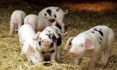 На Полтавщине обнаружили две вспышки АЧС