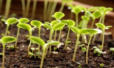 KWS запустит завод по кондиционированию семян