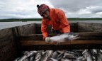 Госрыбагентство планирует запустить рыбную биржу на Киевском море