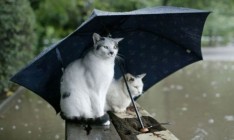 В начале грядущей недели в Украине ожидается значительное потепление