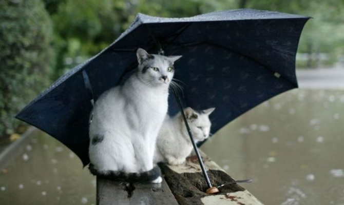 В начале грядущей недели в Украине ожидается значительное потепление