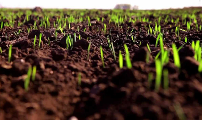 МинАПК:В Украине взошло 93% озимых