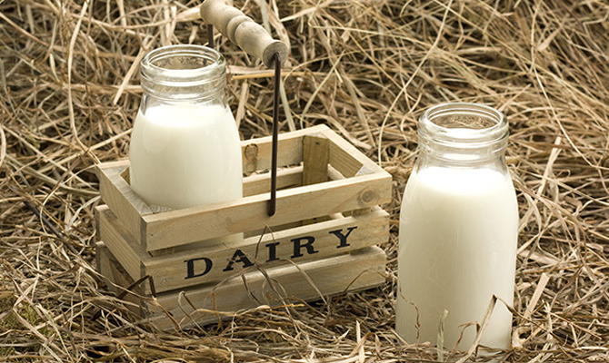 Прибыльность молочных ферм снизилась на 30% в 2015 году