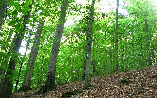 Минэкологии планирует увеличить до 15% площадь природно-заповедных зон до 2020 года