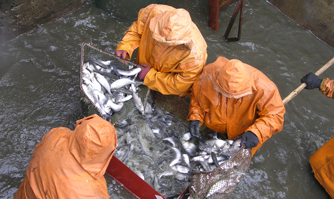 В Украине выловлено за год  72,7 тыс. тонн рыбы