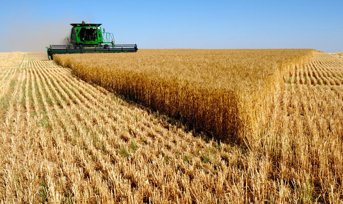 ООН прогнозирует рекордный урожай пшеницы