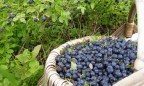 Украина увеличила экспорт ягод на 72%