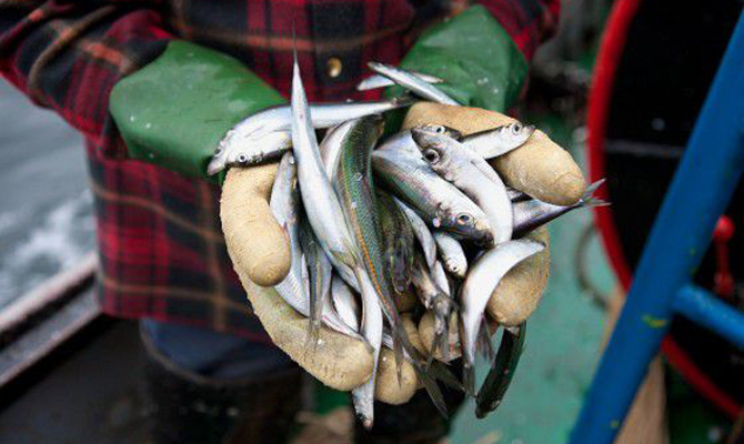 На Киевщине укомплектовали первый рыбный патруль