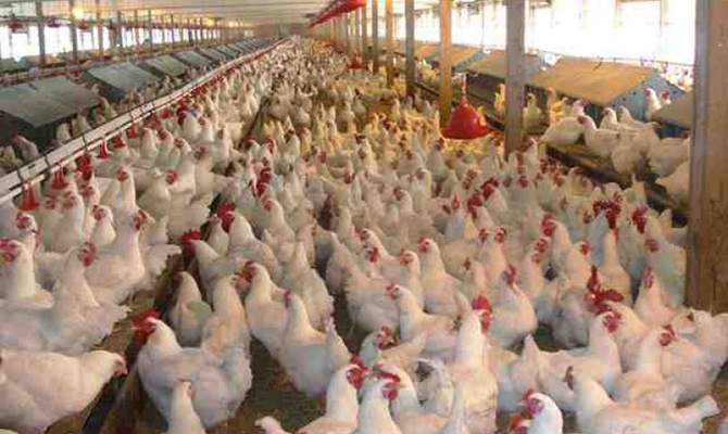 Крупнейший производитель курятины в Украине сократил убыток в 3,3 раза