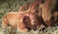 СЭС зафиксировала случай сибирской язвы на Харьковщине