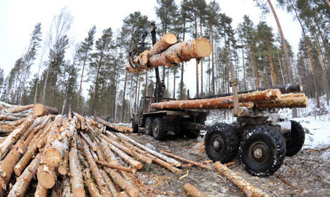 Кабмин предлагает отменить запрет на экспорт леса