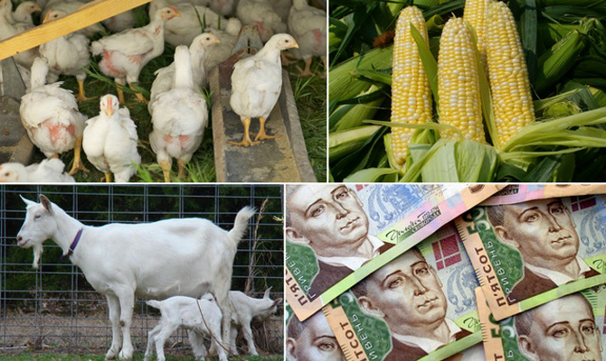 Луценко пообещал аграриям прямые дотации из госбюджета