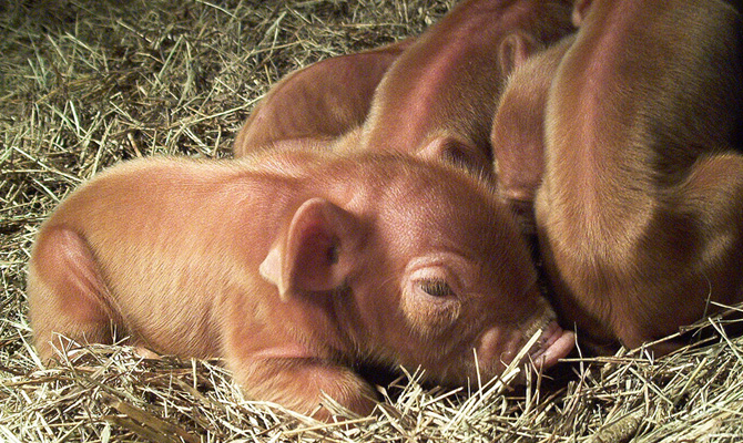 СЭС зафиксировала случай сибирской язвы на Харьковщине