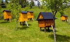 Кабмин утвердил правила производства органической продукции пчеловодства