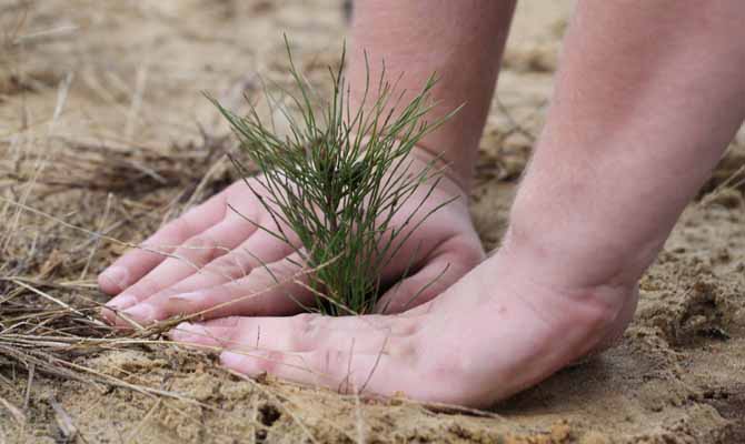 В Украине насадят 4 тыс. га новых лесов