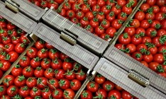 В Крыму уничтожили почти пять тонн турецких томатов