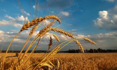 USDA повысило прогноз урожая зерновых в Украине